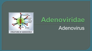 Adenovirus
 