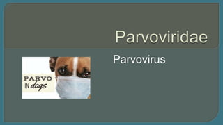 Parvovirus
 