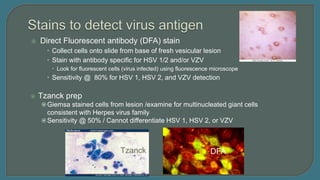  Direct Fluorescent antibody (DFA) stain
 Collect cells onto slide from base of fresh vesicular lesion
 Stain with antibody specific for HSV 1/2 and/or VZV
 Look for fluorescent cells (virus infected) using fluorescence microscope
 Sensitivity @ 80% for HSV 1, HSV 2, and VZV detection
 Tzanck prep
Giemsa stained cells from lesion /examine for multinucleated giant cells
consistent with Herpes virus family
Sensitivity @ 50% / Cannot differentiate HSV 1, HSV 2, or VZV
Tzanck
Tzanck DFA
 