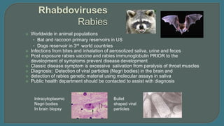  Worldwide in animal populations
• Bat and raccoon primary reservoirs in US
• Dogs reservoir in 3rd world countries
 Infections from bites and inhalation of aerosolized saliva, urine and feces
 Post exposure rabies vaccine and rabies immunoglobulin PRIOR to the
development of symptoms prevent disease development
 Classic disease symptom is excessive salivation from paralysis of throat muscles
 Diagnosis: Detection of viral particles (Negri bodies) in the brain and
 detection of rabies genetic material using molecular assays in saliva
 Public health department should be contacted to assist with diagnosis
Intracytoplasmic
Negri bodies
In brain biopsy
Bullet
shaped viral
particles
 