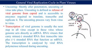 Mechanism of Replication in different plant virus.pptx