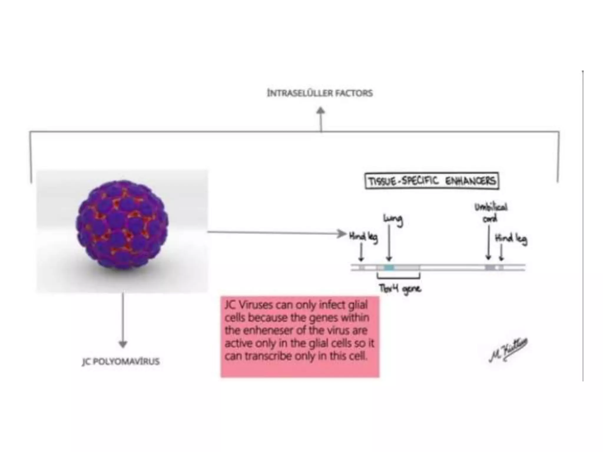 Viral pathogenesis ppt | PPTX