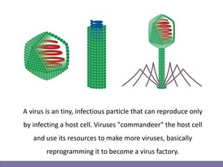 A virus is an tiny, infectious particle that can reproduce only
by infecting a host cell. Viruses "commandeer" the host cell
and use its resources to make more viruses, basically
reprogramming it to become a virus factory.
 