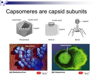 Virology introduction | PPT