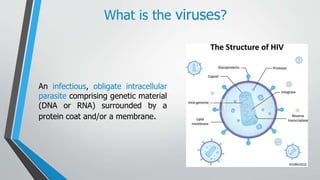 Structure of Animal Viruses | PPTX