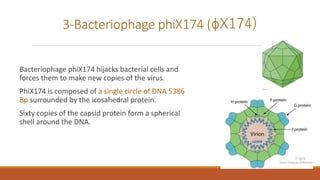3-Bacteriophage phiX174 (ɸX174)
Bacteriophage phiX174 hijacks bacterial cells and
forces them to make new copies of the virus.
PhiX174 is composed of a single circle of DNA 5386
Bp surrounded by the icosahedral protein.
Sixty copies of the capsid protein form a spherical
shell around the DNA.
 