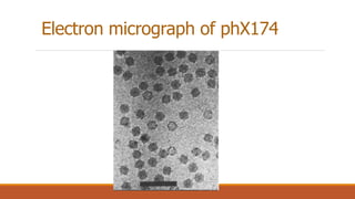 Electron micrograph of phX174
 