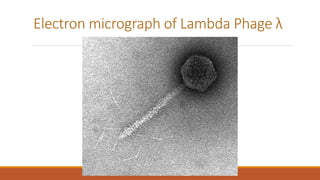 Electron micrograph of Lambda Phage λ
 