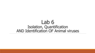 Lab 6
Isolation, Quantification
AND Identification OF Animal viruses
 