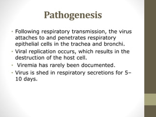 Pathogenesis
• Following respiratory transmission, the virus
attaches to and penetrates respiratory
epithelial cells in the trachea and bronchi.
• Viral replication occurs, which results in the
destruction of the host cell.
• Viremia has rarely been documented.
• Virus is shed in respiratory secretions for 5–
10 days.
 