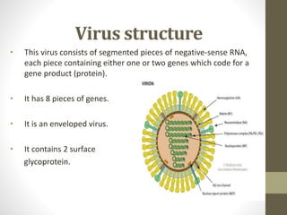 Virus structure
• This virus consists of segmented pieces of negative-sense RNA,
each piece containing either one or two genes which code for a
gene product (protein).
• It has 8 pieces of genes.
• It is an enveloped virus.
• It contains 2 surface
glycoprotein.
 