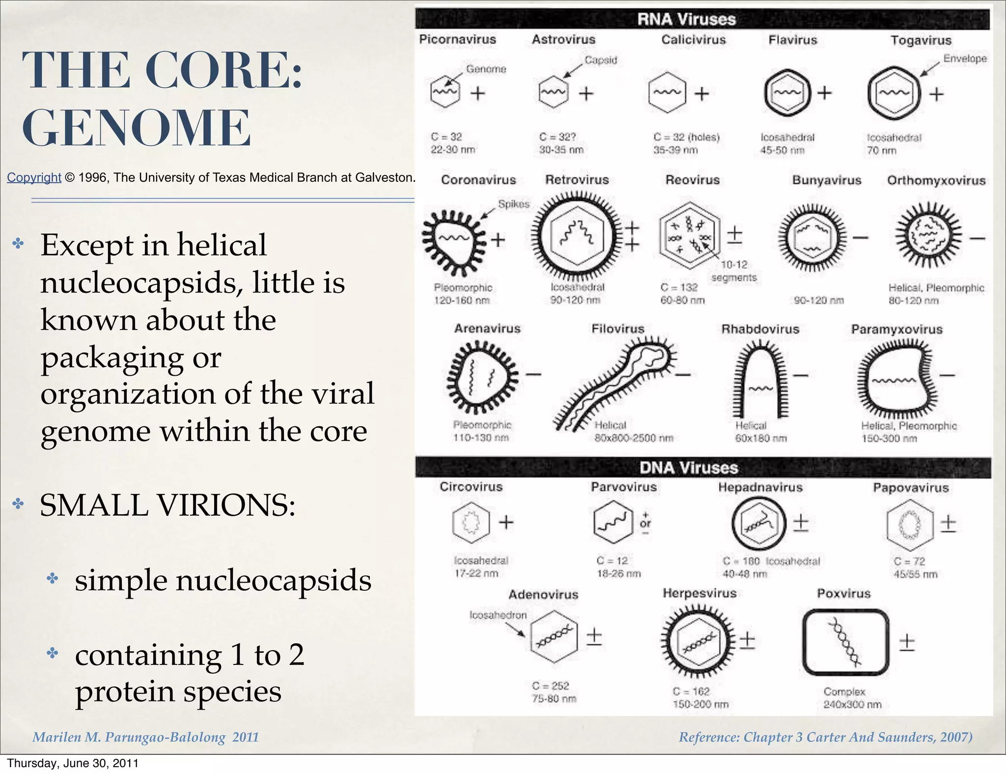 THE CORE:
  GENOME
Copyright © 1996, The University of Texas Medical Branch at Galveston.




✤    Except in helical
     nucleocapsids, little is
     known about the
     packaging or
     organization of the viral
     genome within the core

✤    SMALL VIRIONS:

      ✤    simple nucleocapsids

      ✤    containing 1 to 2
           protein species
    Marilen M. Parungao-Balolong 2011                                    Reference: Chapter 3 Carter And Saunders, 2007)
Thursday, June 30, 2011
 