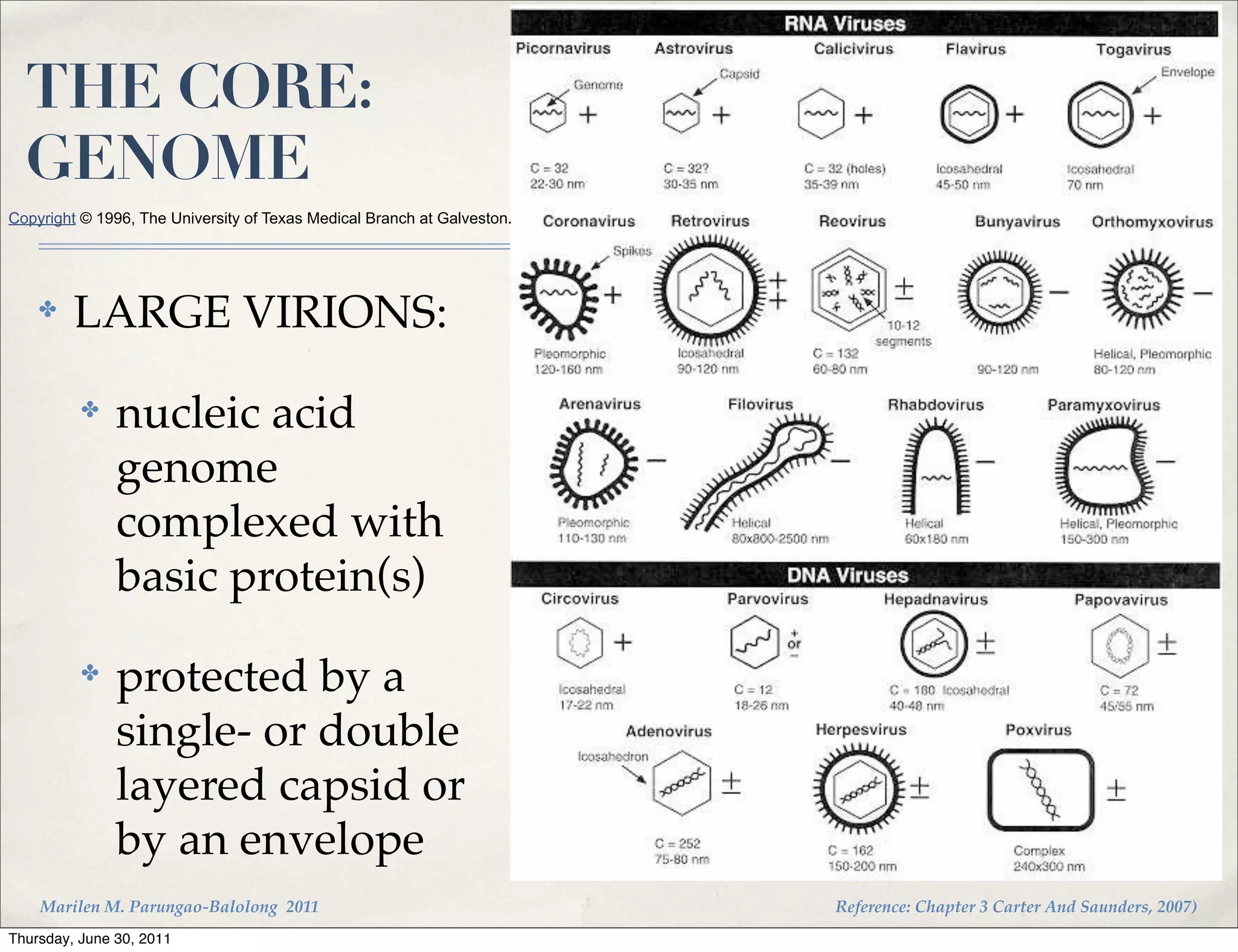 THE CORE:
  GENOME
Copyright © 1996, The University of Texas Medical Branch at Galveston.




    ✤    LARGE VIRIONS:
          ✤    nucleic acid
               genome
               complexed with
               basic protein(s)
          ✤    protected by a
               single- or double
               layered capsid or
               by an envelope
    Marilen M. Parungao-Balolong 2011                                    Reference: Chapter 3 Carter And Saunders, 2007)
Thursday, June 30, 2011
 