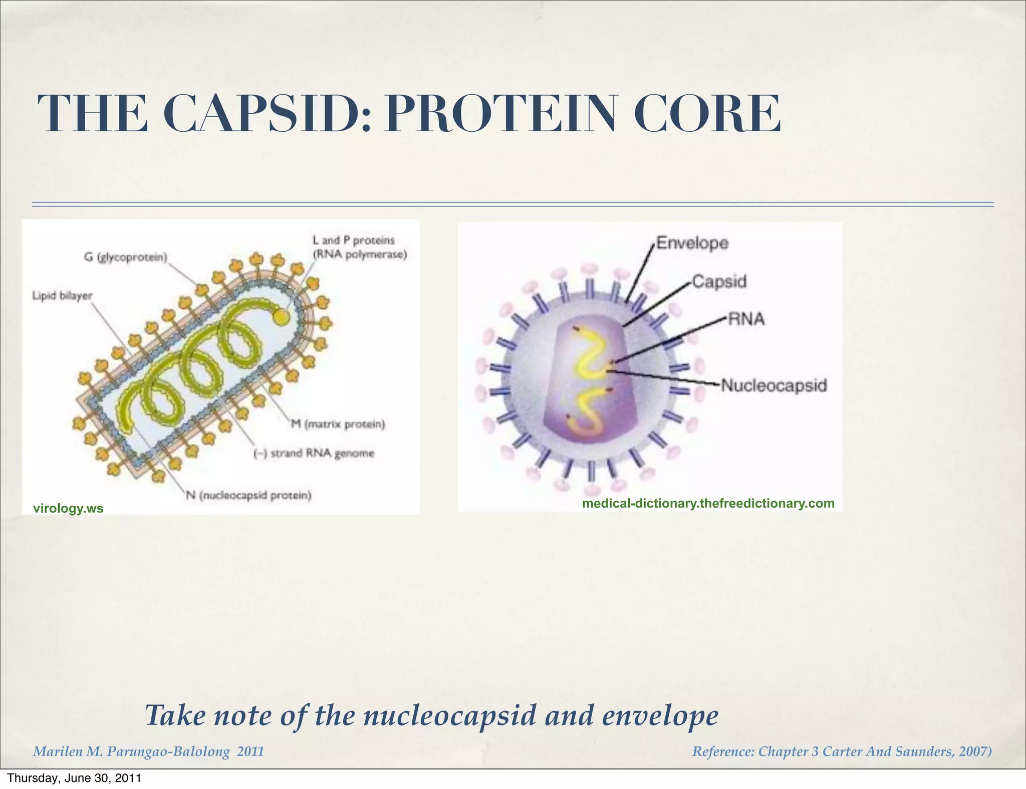 THE CAPSID: PROTEIN CORE




    virology.ws                                           medical-dictionary.thefreedictionary.com




                          Take note of the nucleocapsid and envelope
    Marilen M. Parungao-Balolong 2011                                      Reference: Chapter 3 Carter And Saunders, 2007)
Thursday, June 30, 2011
 