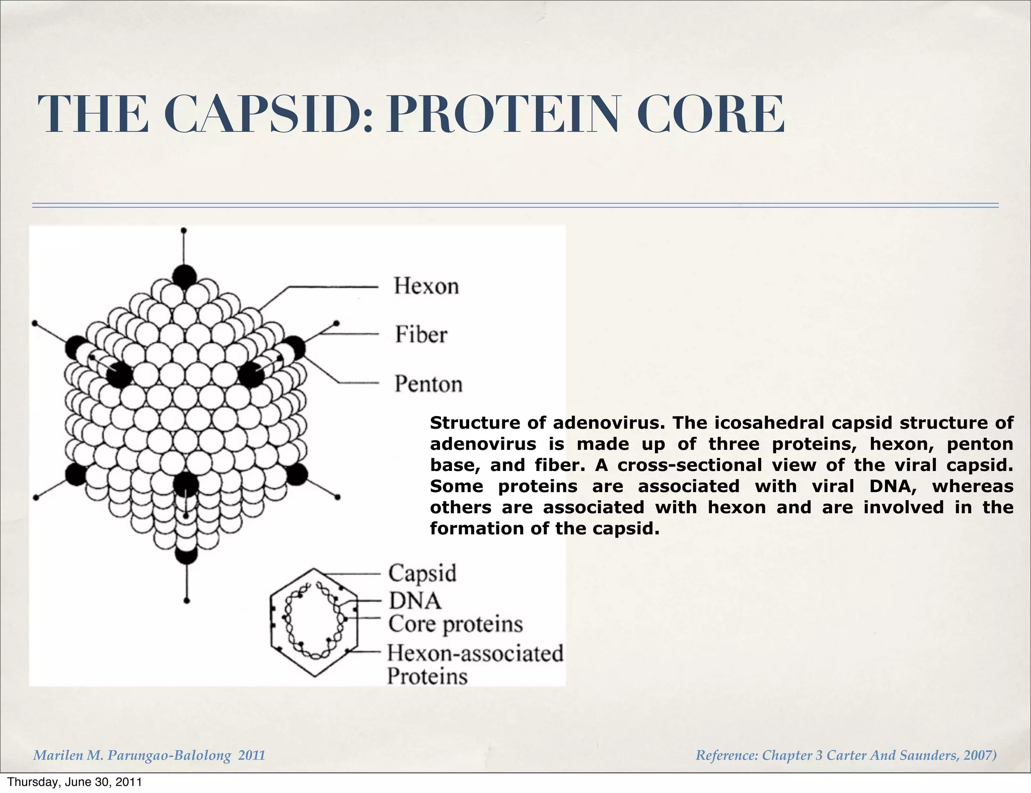 THE CAPSID: PROTEIN CORE




                                        Structure of adenovirus. The icosahedral capsid structure of
                                        adenovirus is made up of three proteins, hexon, penton
                                        base, and fiber. A cross-sectional view of the viral capsid.
                                        Some proteins are associated with viral DNA, whereas
                                        others are associated with hexon and are involved in the
                                        formation of the capsid.




    Marilen M. Parungao-Balolong 2011                              Reference: Chapter 3 Carter And Saunders, 2007)
Thursday, June 30, 2011
 