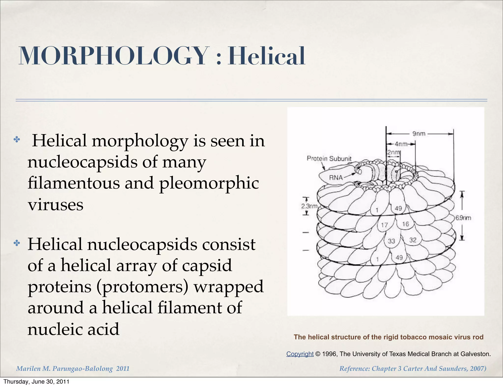 MORPHOLOGY : Helical


   ✤    Helical morphology is seen in
        nucleocapsids of many
        ﬁlamentous and pleomorphic
        viruses

   ✤    Helical nucleocapsids consist
        of a helical array of capsid
        proteins (protomers) wrapped
        around a helical ﬁlament of
        nucleic acid                      The helical structure of the rigid tobacco mosaic virus rod

                                        Copyright © 1996, The University of Texas Medical Branch at Galveston.

    Marilen M. Parungao-Balolong 2011                     Reference: Chapter 3 Carter And Saunders, 2007)
Thursday, June 30, 2011
 