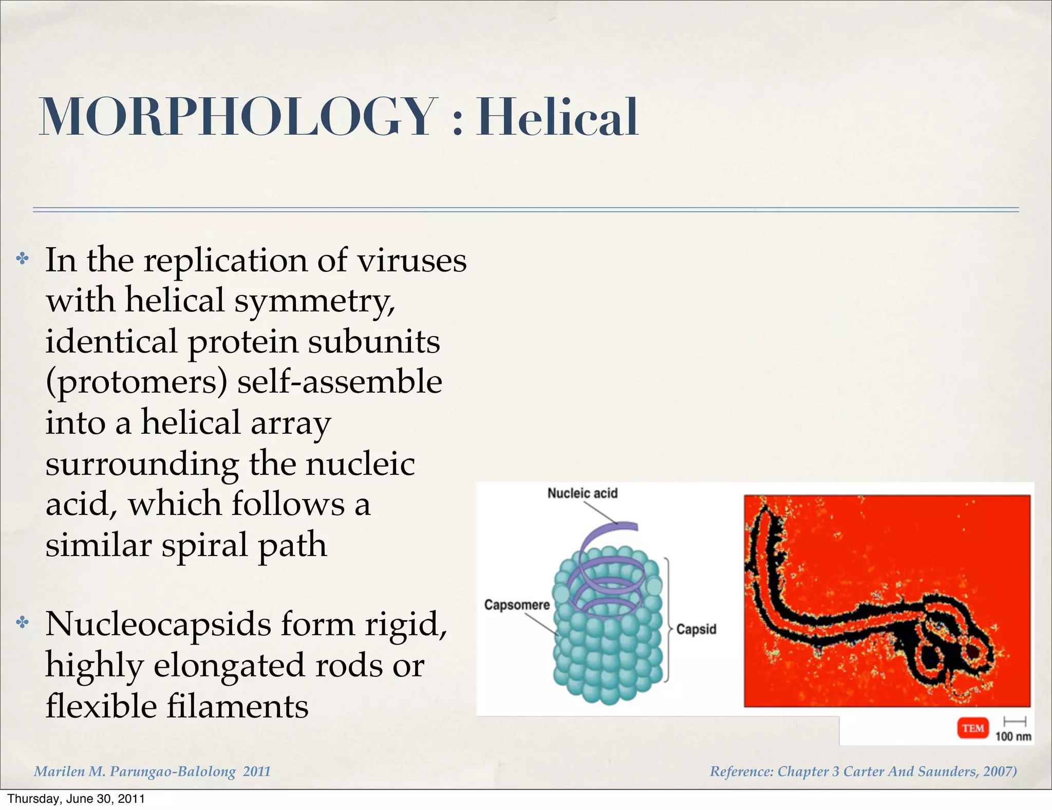 MORPHOLOGY : Helical

 ✤    In the replication of viruses
      with helical symmetry,
      identical protein subunits
      (protomers) self-assemble
      into a helical array
      surrounding the nucleic
      acid, which follows a
      similar spiral path

 ✤    Nucleocapsids form rigid,
      highly elongated rods or
      ﬂexible ﬁlaments
     Marilen M. Parungao-Balolong 2011   Reference: Chapter 3 Carter And Saunders, 2007)
Thursday, June 30, 2011
 