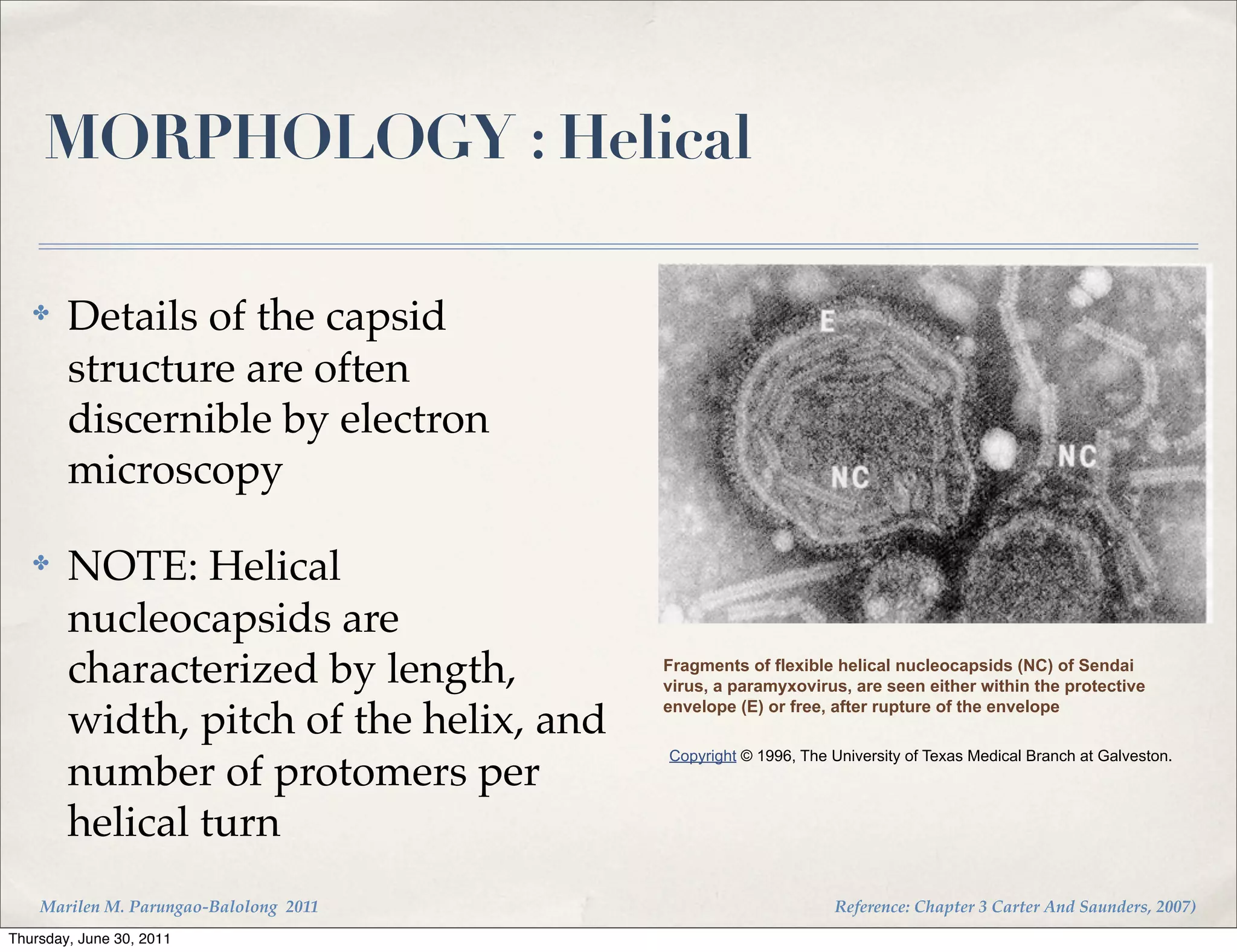 MORPHOLOGY : Helical

   ✤    Details of the capsid
        structure are often
        discernible by electron
        microscopy

   ✤    NOTE: Helical
        nucleocapsids are
        characterized by length,         Fragments of flexible helical nucleocapsids (NC) of Sendai
                                         virus, a paramyxovirus, are seen either within the protective
                                         envelope (E) or free, after rupture of the envelope
        width, pitch of the helix, and
                                         Copyright © 1996, The University of Texas Medical Branch at Galveston.
        number of protomers per
        helical turn
    Marilen M. Parungao-Balolong 2011                          Reference: Chapter 3 Carter And Saunders, 2007)
Thursday, June 30, 2011
 