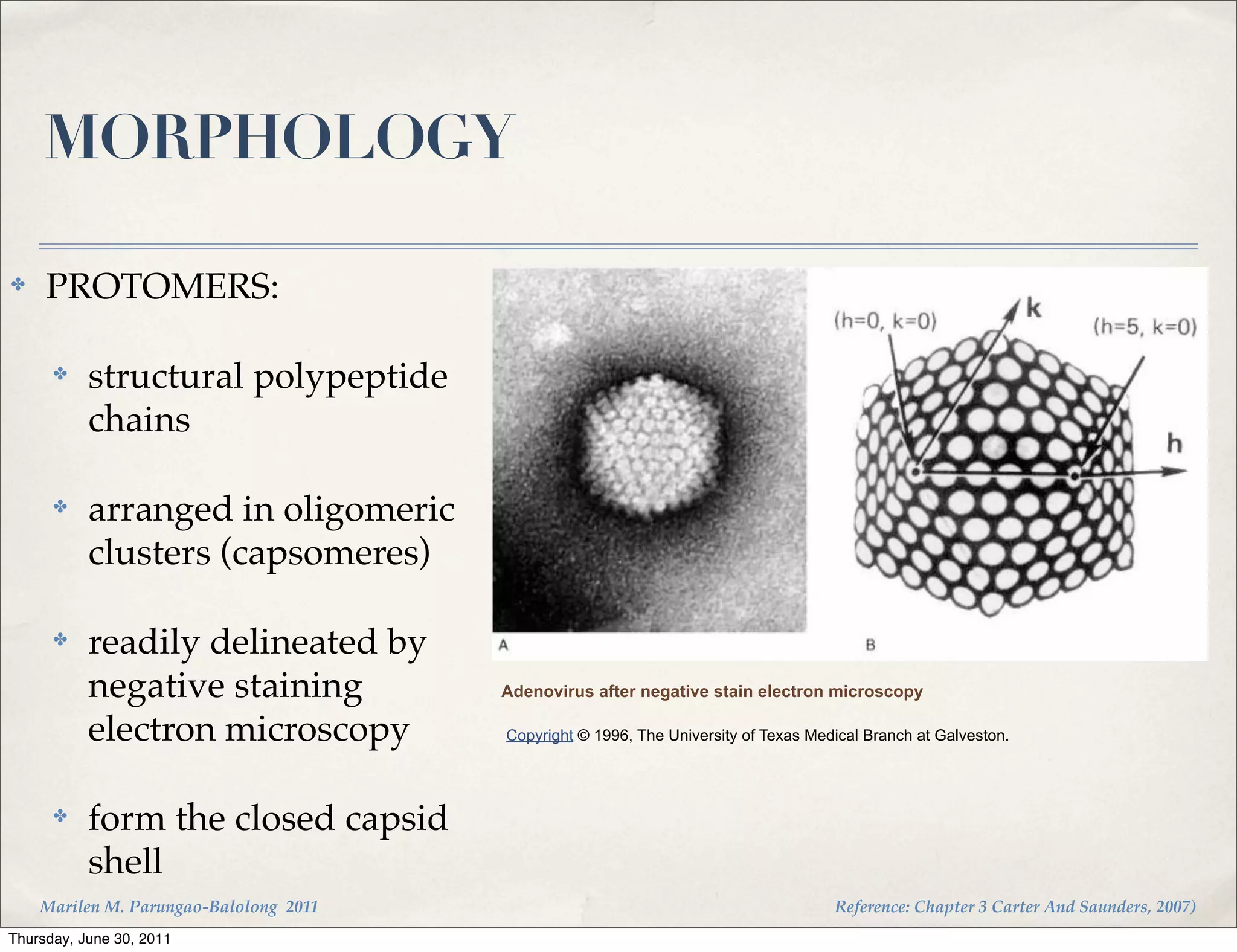 MORPHOLOGY

✤    PROTOMERS:

      ✤    structural polypeptide
           chains

      ✤    arranged in oligomeric
           clusters (capsomeres)

      ✤    readily delineated by
           negative staining            Adenovirus after negative stain electron microscopy

           electron microscopy          Copyright © 1996, The University of Texas Medical Branch at Galveston.




      ✤    form the closed capsid
           shell
    Marilen M. Parungao-Balolong 2011                                                Reference: Chapter 3 Carter And Saunders, 2007)
Thursday, June 30, 2011
 
