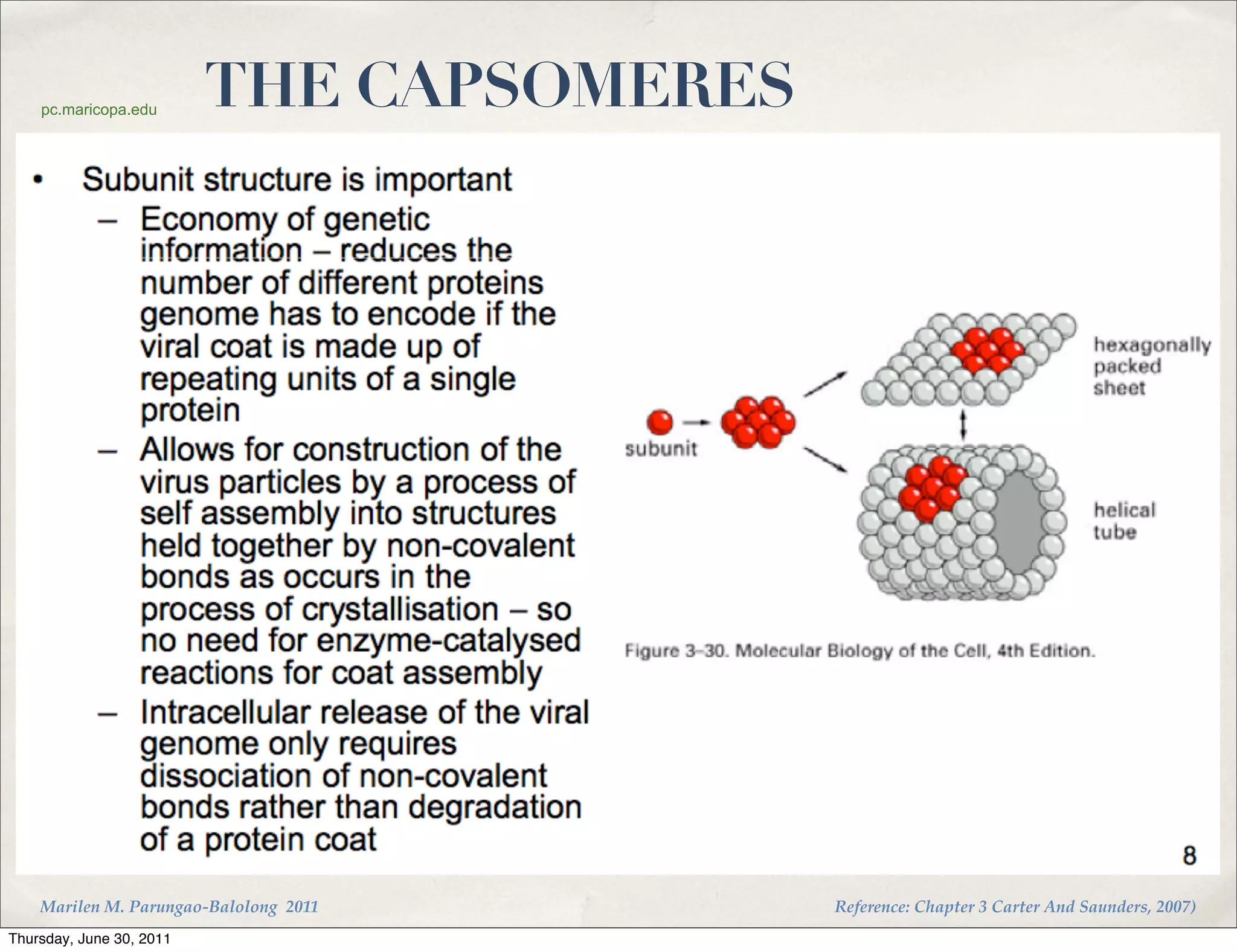pc.maricopa.edu
                          THE CAPSOMERES




    Marilen M. Parungao-Balolong 2011      Reference: Chapter 3 Carter And Saunders, 2007)
Thursday, June 30, 2011
 