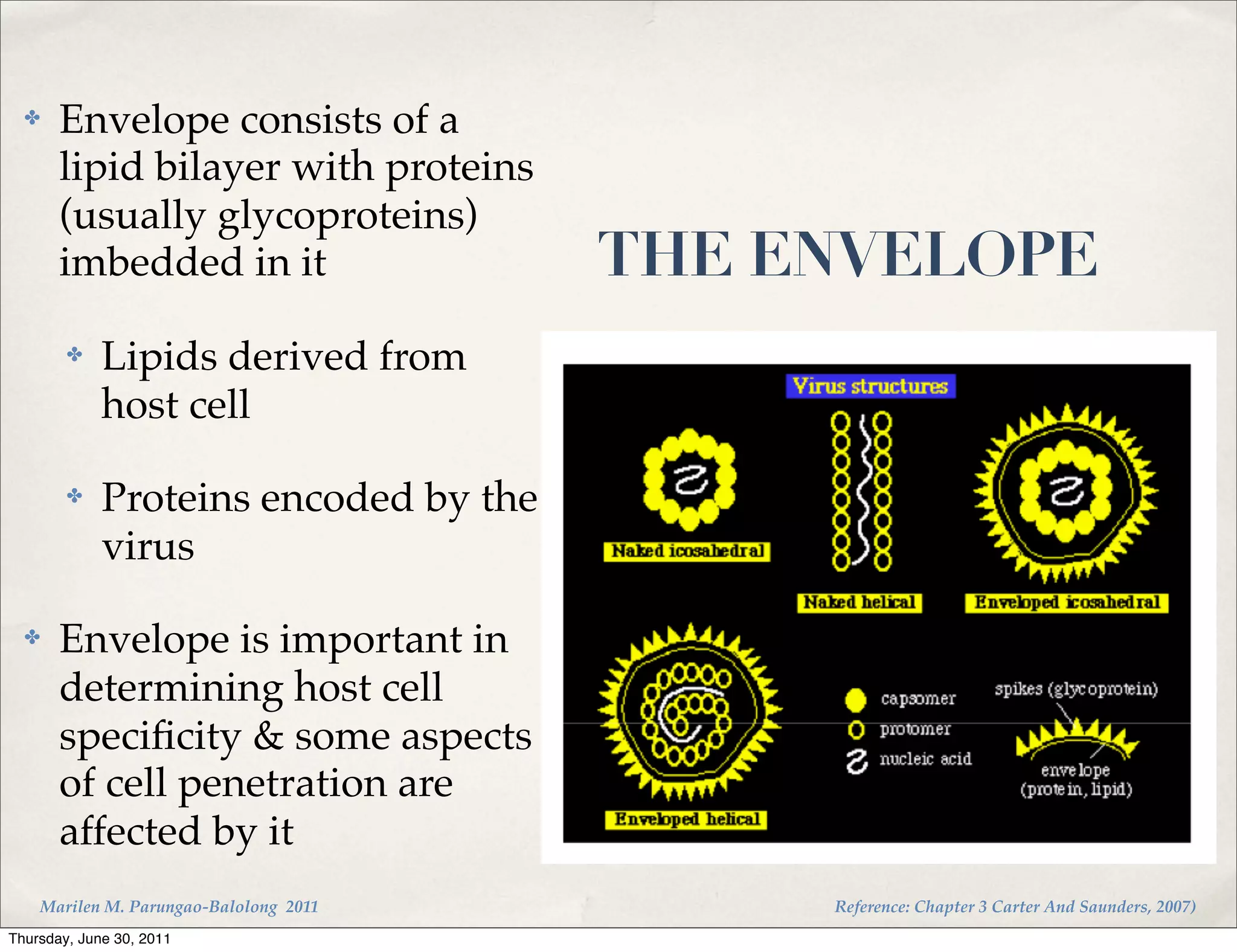 ✤    Envelope consists of a
       lipid bilayer with proteins
       (usually glycoproteins)
       imbedded in it                   THE ENVELOPE
        ✤    Lipids derived from
             host cell

        ✤    Proteins encoded by the
             virus

  ✤    Envelope is important in
       determining host cell
       speciﬁcity & some aspects
       of cell penetration are
       affected by it
    Marilen M. Parungao-Balolong 2011        Reference: Chapter 3 Carter And Saunders, 2007)
Thursday, June 30, 2011
 