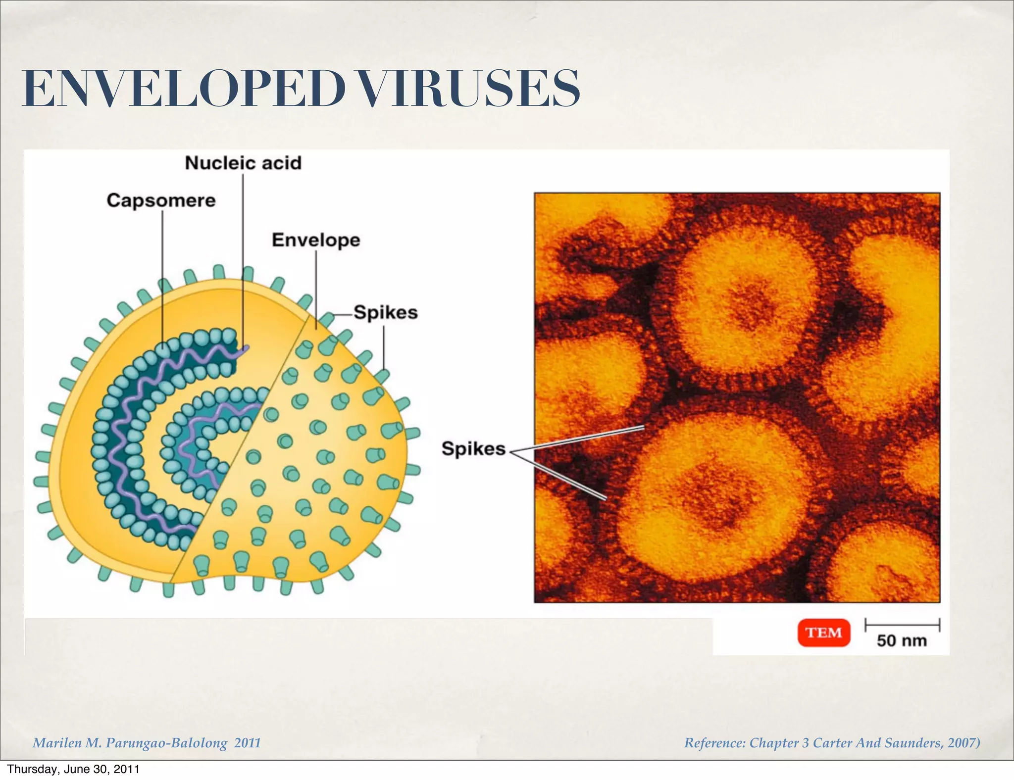 ENVELOPED VIRUSES




    Marilen M. Parungao-Balolong 2011   Reference: Chapter 3 Carter And Saunders, 2007)
Thursday, June 30, 2011
 