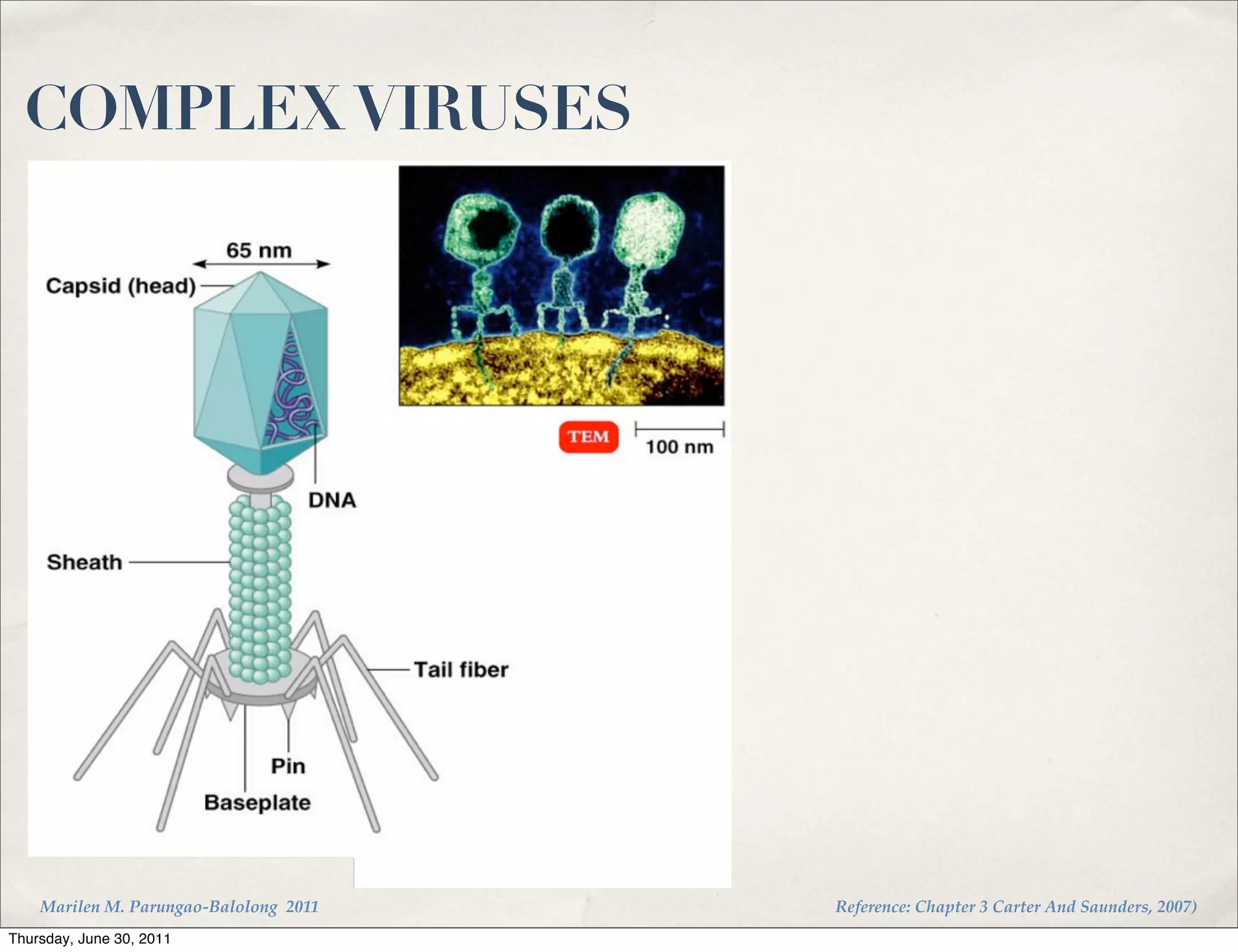 COMPLEX VIRUSES




    Marilen M. Parungao-Balolong 2011   Reference: Chapter 3 Carter And Saunders, 2007)
Thursday, June 30, 2011
 