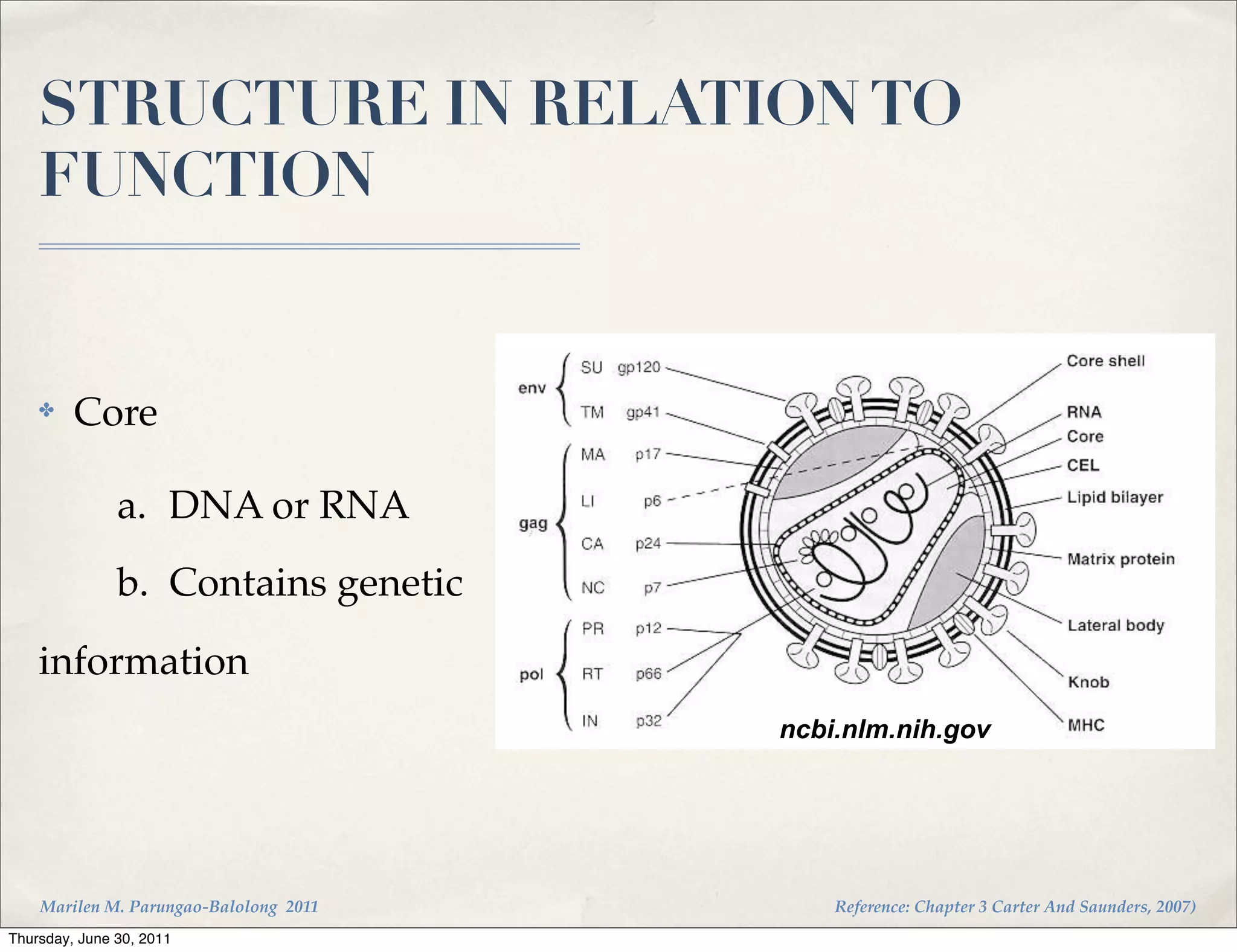 STRUCTURE IN RELATION TO
    FUNCTION


    ✤    Core

    ! ! ! a.! DNA or RNA
    ! ! ! b.! Contains genetic
    information
                                        ncbi.nlm.nih.gov
    !!



    Marilen M. Parungao-Balolong 2011       Reference: Chapter 3 Carter And Saunders, 2007)
Thursday, June 30, 2011
 