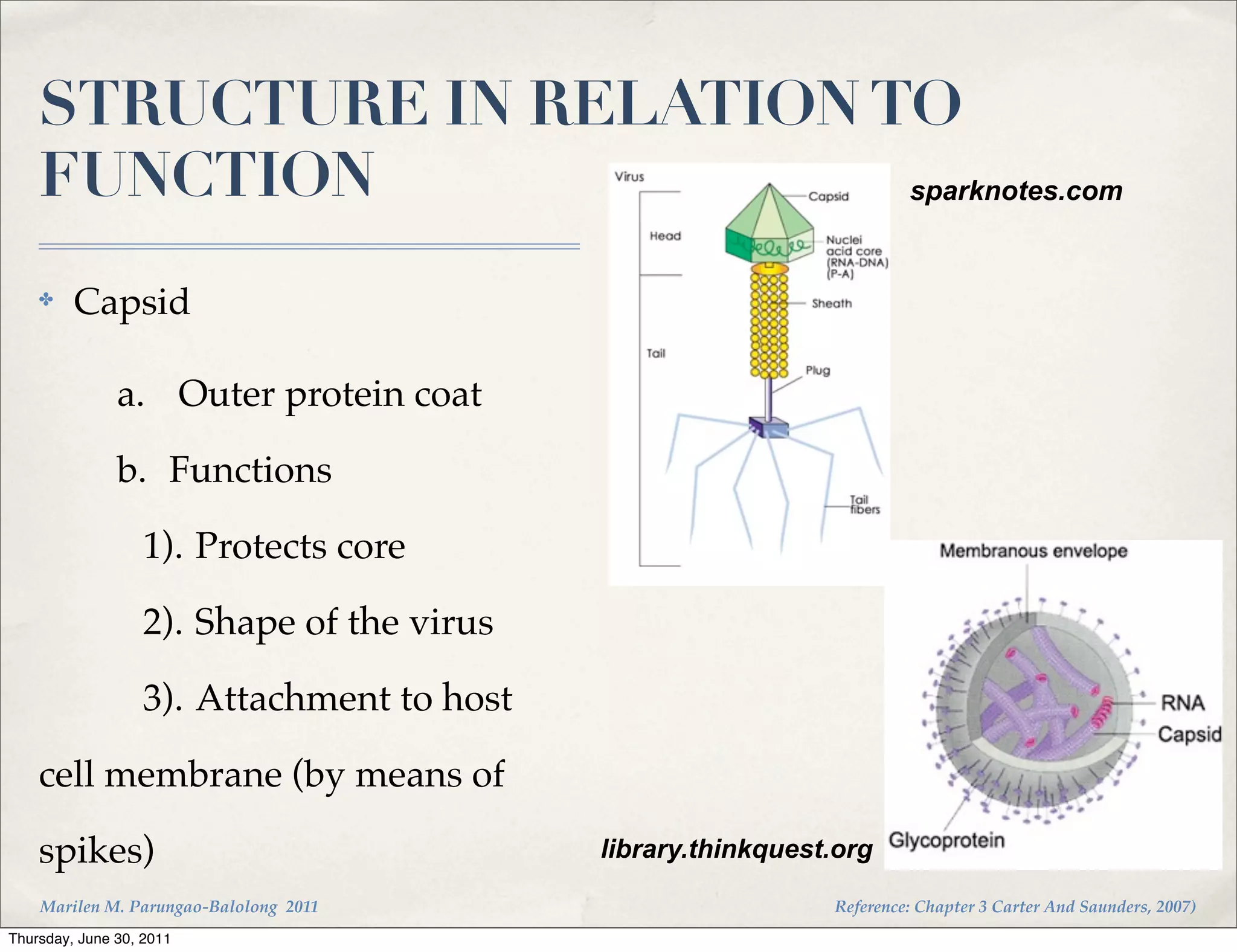 STRUCTURE IN RELATION TO
    FUNCTION               sparknotes.com


    ✤    Capsid

    ! ! ! a.! Outer protein coat

    ! ! ! b.! Functions

    ! ! ! ! 1).!Protects core

    ! ! ! ! 2).!Shape of the virus

    ! ! ! ! 3).!Attachment to host

    cell membrane (by means of

    spikes)                             library.thinkquest.org

    Marilen M. Parungao-Balolong 2011                     Reference: Chapter 3 Carter And Saunders, 2007)
Thursday, June 30, 2011
 