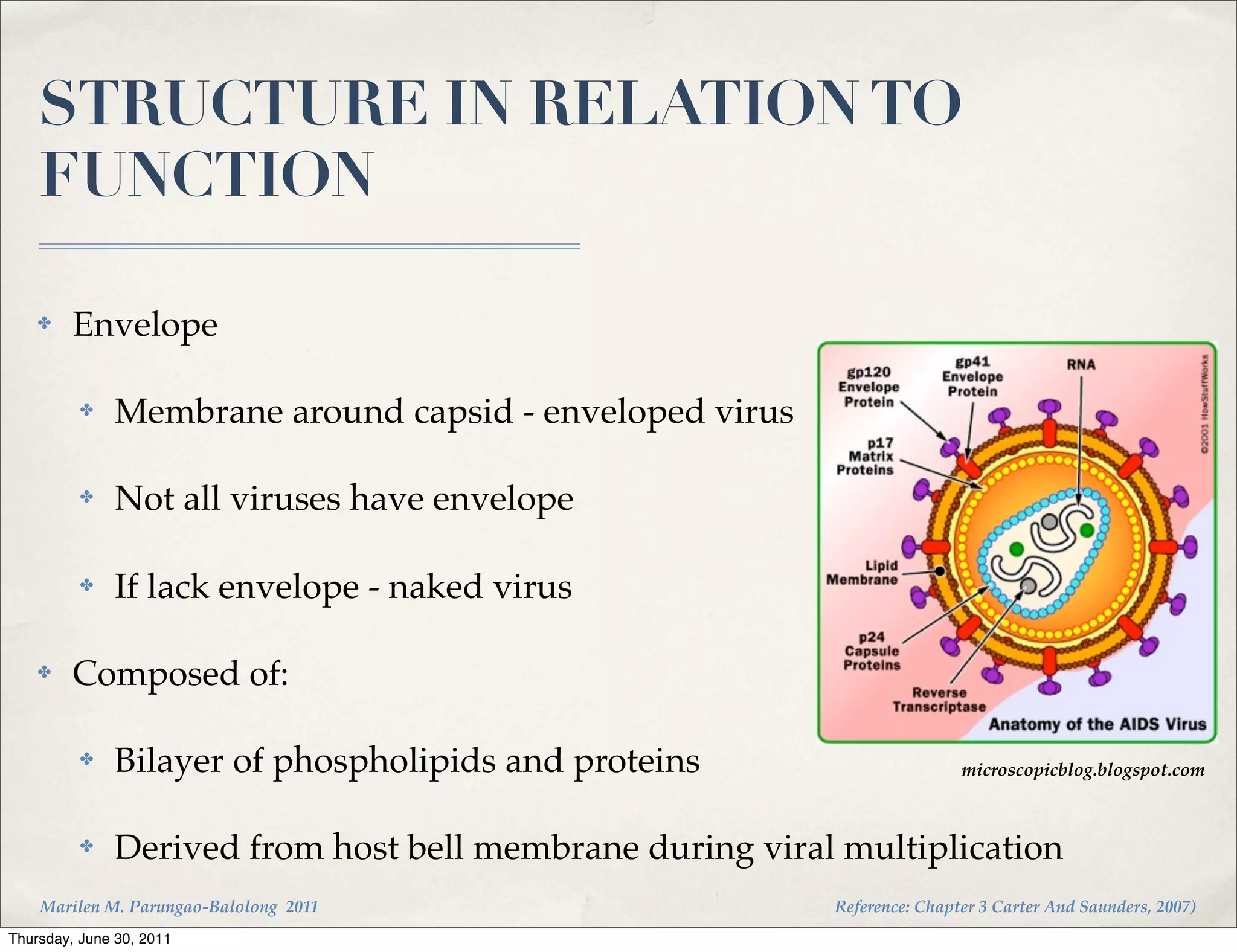 STRUCTURE IN RELATION TO
    FUNCTION

    ✤    Envelope

          ✤    Membrane around capsid - enveloped virus

          ✤    Not all viruses have envelope

          ✤    If lack envelope - naked virus!

    ✤    Composed of:

          ✤    Bilayer of phospholipids and proteins                       microscopicblog.blogspot.com



          ✤    Derived from host bell membrane during viral multiplication
    Marilen M. Parungao-Balolong 2011                      Reference: Chapter 3 Carter And Saunders, 2007)
Thursday, June 30, 2011
 