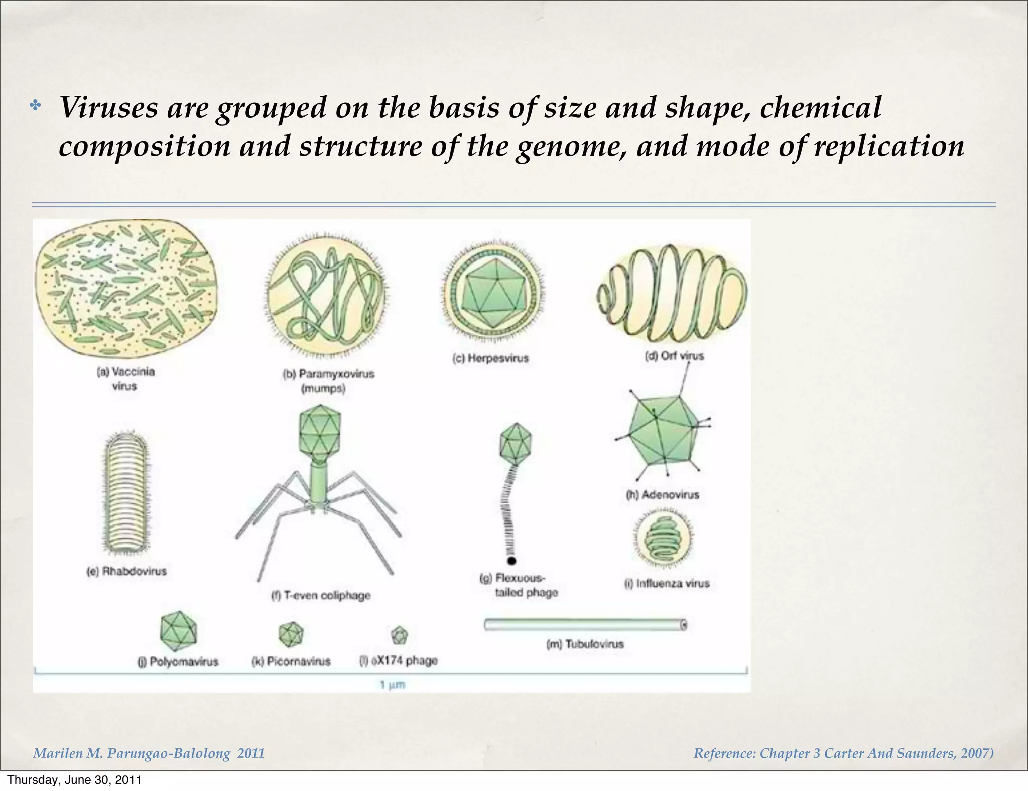 ✤    Viruses are grouped on the basis of size and shape, chemical
        composition and structure of the genome, and mode of replication




    Marilen M. Parungao-Balolong 2011               Reference: Chapter 3 Carter And Saunders, 2007)
Thursday, June 30, 2011
 