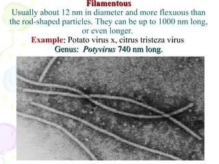 Flexuous Rods Particles Plant virology - Basics | PPT