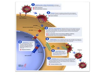 virology presentation.pptx life cycle of the hiv | PPTX