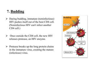 virology presentation.pptx life cycle of the hiv | PPTX