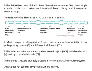 The dsRNA has closed folded, three dimentional structure. The closed single
stranded circle has extensive intrastrand base pairing and interspersed
unpaired loops.
Viroids have five domains as P, TL, CCR, V and TR domain.
 Most changes in pathogenicity of viroids seem to arise from variation in the
pathogenicity domain (P) and left terminal domain ( TL).
The other domains are the central conserved region (CCR), variable domains
(V), and rigid terminal domain (TR).
The folded structure probably protects it from the attack by cellular enzymes.
RNA does not code for any protein just like introns.
 