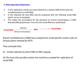 2. DNA dependent Replication
 In this replication viroids are transcribed from a cellular DNA of the host cell,
complementary to viroid RNA.
 In the infected cell new DNA may be produced with the infecting viroid RNA
which serves as template.
 This makes the assumption for the presence of reverse transcriptase i.e RNA
directed DNA polymerase. From this the viroid RNA are synthesized.
Viroid RNA
Infection
Reverse transcriptase
DNA Viroid RNA
Branch and Robertson (1984) have analyzed the viroid specific nucleic acids on
tomato plants infected by PSTV.
They conclude that:
(i) Viroids replicate by direct RNA to RNA copying
(ii) The host cells possibly contain the machinery needed for replication of
viroid RNA
 