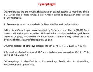 Cyanophages
Cyanophages are the viruses that attack on cyanobacteria i.e members of the
blue-green algae. These viruses are commonly called as blue green algal viruses
or Cyanophages.
 Cyanophages use cyanobacteria for its replication and multiplication.
First time Cynophages were isolated by Safferman and Morris (1963) from
waste stabilization pond of Indiana University that attacked and destroyed Green
Genera.: Lyngbya, Plectonema and Phormidium. Therefore they named the virus
by using the first letter of three genera as LPP.
A large number of other cynophages are SM-1, AS-1, N-1, C-1, AR-1. A-1, etc.
Several serological strains of LPP were isolated and named as LPP-1, LPP-2,
LPP-3, LPP-4 and LPP-5.
Cyanophage is classified in a bacteriophage family that is Myoviridae,
Podoviridae and siphoviridae.
 