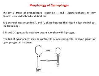 Morphology of Cyanophages
The LPP-1 group of Cyanophages resemble T3 and T7 bacteriophages as they
possess icosahedral head and short tail.
N-1 cyanophages resemble T2 and T4 phage because their head is icosahedral but
the tail is long .
G-III and D-1 groups do not show any relationship with T-phages.
The tail of cyanophages may be contractile or non-contractile. In some groups of
cyanophages tail is absent.
 