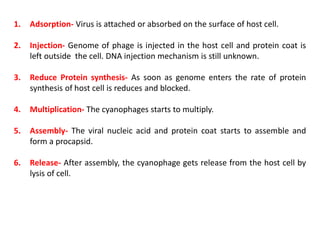 1. Adsorption- Virus is attached or absorbed on the surface of host cell.
2. Injection- Genome of phage is injected in the host cell and protein coat is
left outside the cell. DNA injection mechanism is still unknown.
3. Reduce Protein synthesis- As soon as genome enters the rate of protein
synthesis of host cell is reduces and blocked.
4. Multiplication- The cyanophages starts to multiply.
5. Assembly- The viral nucleic acid and protein coat starts to assemble and
form a procapsid.
6. Release- After assembly, the cyanophage gets release from the host cell by
lysis of cell.
 