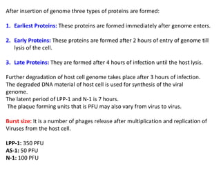 After insertion of genome three types of proteins are formed:
1. Earliest Proteins: These proteins are formed immediately after genome enters.
2. Early Proteins: These proteins are formed after 2 hours of entry of genome till
lysis of the cell.
3. Late Proteins: They are formed after 4 hours of infection until the host lysis.
Further degradation of host cell genome takes place after 3 hours of infection.
The degraded DNA material of host cell is used for synthesis of the viral
genome.
The latent period of LPP-1 and N-1 is 7 hours.
The plaque forming units that is PFU may also vary from virus to virus.
Burst size: It is a number of phages release after multiplication and replication of
Viruses from the host cell.
LPP-1: 350 PFU
AS-1: 50 PFU
N-1: 100 PFU
 
