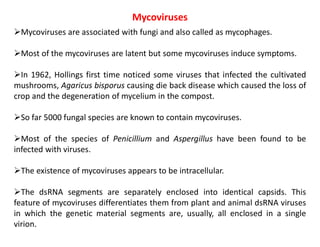 Mycoviruses
Mycoviruses are associated with fungi and also called as mycophages.
Most of the mycoviruses are latent but some mycoviruses induce symptoms.
In 1962, Hollings first time noticed some viruses that infected the cultivated
mushrooms, Agaricus bisporus causing die back disease which caused the loss of
crop and the degeneration of mycelium in the compost.
So far 5000 fungal species are known to contain mycoviruses.
Most of the species of Penicillium and Aspergillus have been found to be
infected with viruses.
The existence of mycoviruses appears to be intracellular.
The dsRNA segments are separately enclosed into identical capsids. This
feature of mycoviruses differentiates them from plant and animal dsRNA viruses
in which the genetic material segments are, usually, all enclosed in a single
virion.
 