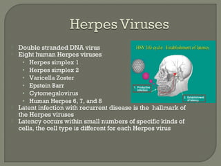  Double stranded DNA virus
 Eight human Herpes viruses
• Herpes simplex 1
• Herpes simplex 2
• Varicella Zoster
• Epstein Barr
• Cytomegalovirus
• Human Herpes 6, 7, and 8
 Latent infection with recurrent disease is the hallmark of
the Herpes viruses
 Latency occurs within small numbers of specific kinds of
cells, the cell type is different for each Herpes virus
 