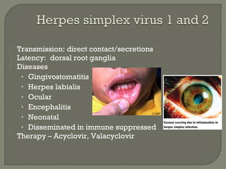  Transmission: direct contact/secretions
 Latency: dorsal root ganglia
 Diseases
• Gingivostomatitis
• Herpes labialis
• Ocular
• Encephalitis
• Neonatal
• Disseminated in immune suppressed
 Therapy – Acyclovir, Valacyclovir
 
