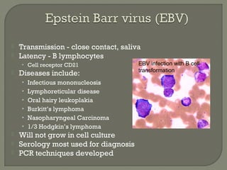  Transmission - close contact, saliva
 Latency - B lymphocytes
• Cell receptor CD21
 Diseases include:
• Infectious mononucleosis
• Lymphoreticular disease
• Oral hairy leukoplakia
• Burkitt’s lymphoma
• Nasopharyngeal Carcinoma
• 1/3 Hodgkin’s lymphoma
 Will not grow in cell culture
 Serology most used for diagnosis
 PCR techniques developed
EBV infection with B cell
transformation
 