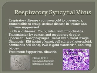  Respiratory disease - common cold to pneumonia,
bronchiolitis to croup, serious disease in infants and
immune suppressed
• Classic disease: Young infant with bronchiolitis
 Transmission by contact and respiratory droplet
 Specimen: Nasophayrngeal, nasal swab, nasal lavage
 Diagnosis: EIA (point of care), cell culture (heteroploid,
continuous cell lines), PCR is gold standard**, and lung
biopsy
 Treatment: Supportive, ribavirin
Classic CPE =
Syncytium formation
heteroploid cell line
Syncytium formation
In lung tissue
 