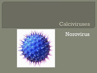 Norovirus
 