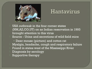  USA outbreak in the four corner states
(NM,AZ,CO,UT) on an Indian reservation in 1993
brought attention to this virus
 Source - Urine and secretions of wild field mice
• Deer mouse (picture) and cotton rat
 Myalgia, headache, cough and respiratory failure
 Found in states west of the Mississippi River
 Diagnosis by serology
 Supportive therapy
 
