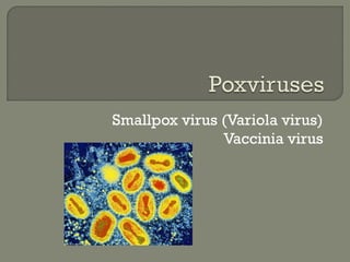 Smallpox virus (Variola virus)
Vaccinia virus
 