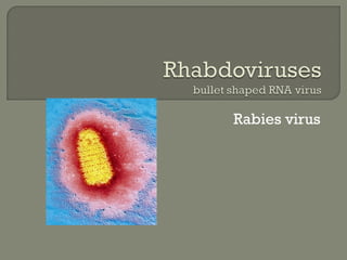 Rabies virus
 