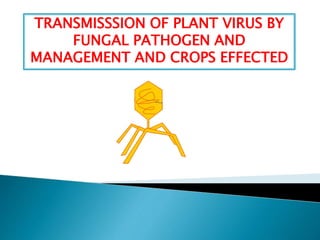 TRANSMISSSION OF PLANT VIRUS BY
FUNGAL PATHOGEN AND
MANAGEMENT AND CROPS EFFECTED
 